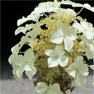 Hydrangea Paniculata 'Butterfly'